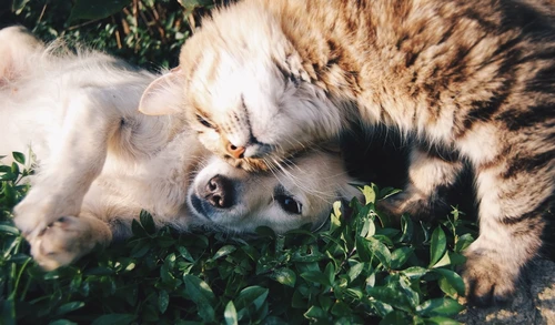 Dog owner reviewing pet insurance policy in Nebraska